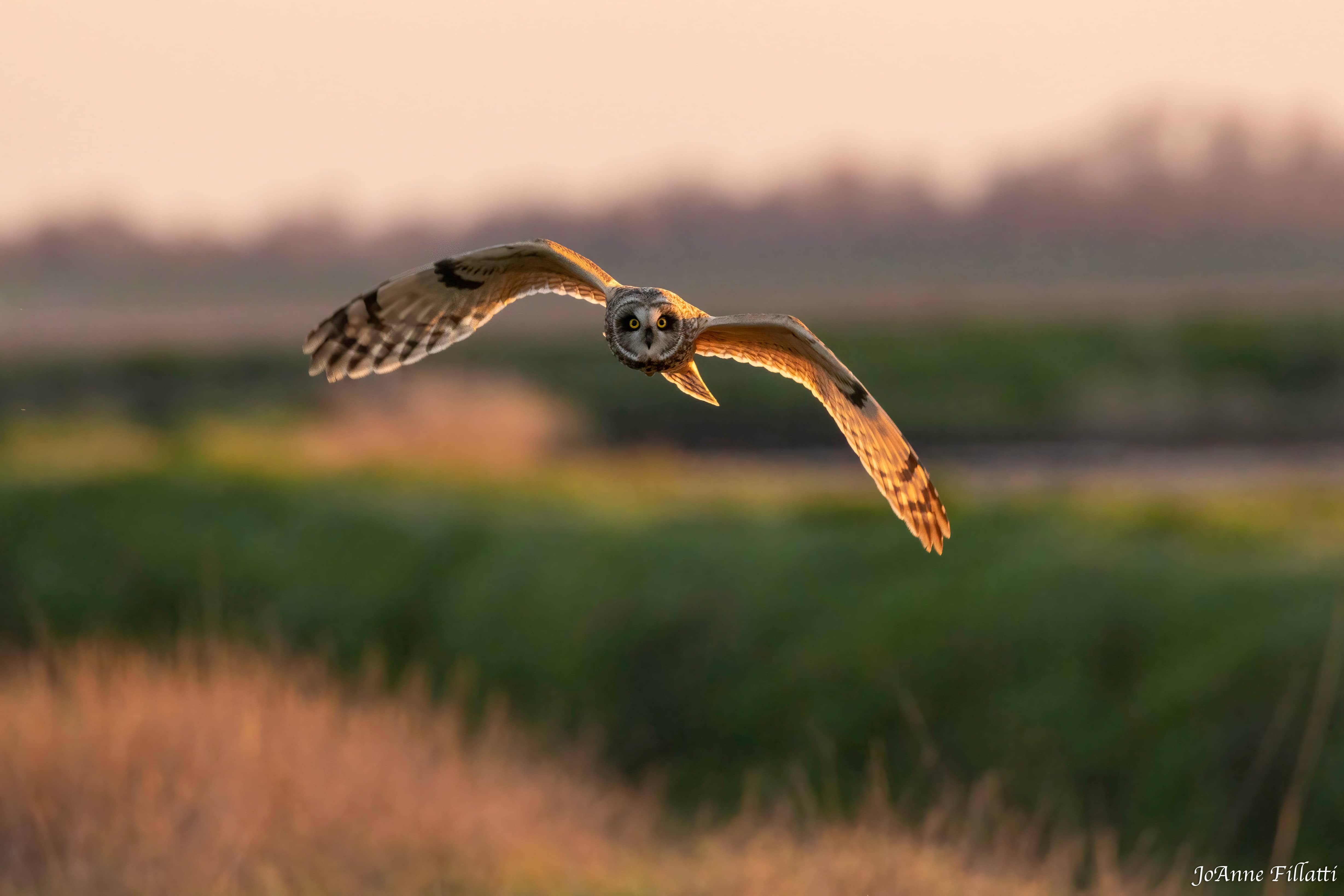 bird of California image 14